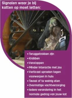 Feliway Spray - Kat - 20 Ml -Katten Benodigdheden Winkel 881x1200 2