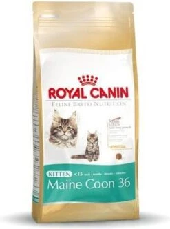 Royal Canin Maine Coon Kitten - Kattenvoer - 4 Kg -Katten Benodigdheden Winkel 893x1200 2
