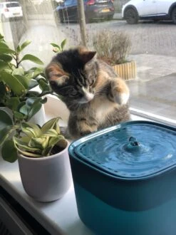 No Logo - 3L - Drinkfontein Voor Huisdieren, Water Fontein - Waterdispenser - Waterautomaat Drinkbakken 3L Voor Huisdieren Katten - Honden - Konijnen - Goud - Groen - Kattenfontein - Fontein - Drink - Bak - Drinkbak - Hond - Konijn - Kat - 2l - 1l - -Katten Benodigdheden Winkel 899x1200 3