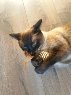 Make Life Beautiful® - Kattenspeeltjes Set - 7-delig - Kattenspeelgoed - Kattenhengel - Speelmuisjes - Kattenspeelgoed Set -Katten Benodigdheden Winkel 900x1200 35