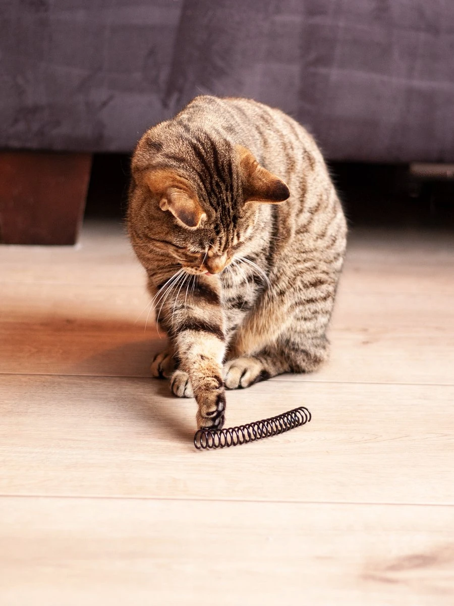 Kattenveertjes Klein - 10 Stuks | Zwart Wit | Kattenspeeltjes | Kattenspeelgoed 3 Kattenveertjes Klein - 10 Stuks | Zwart Wit | Kattenspeeltjes | Kattenspeelgoed